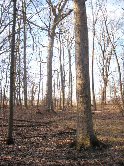 Property photo 20 - 44 Acres Offered in 3 Tracts